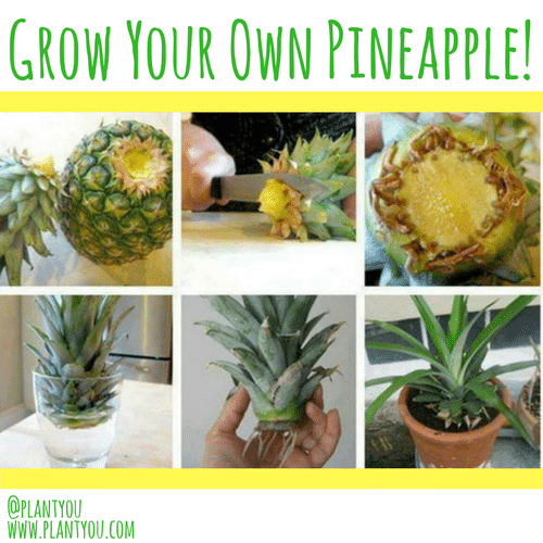 How To Grow Pineapple