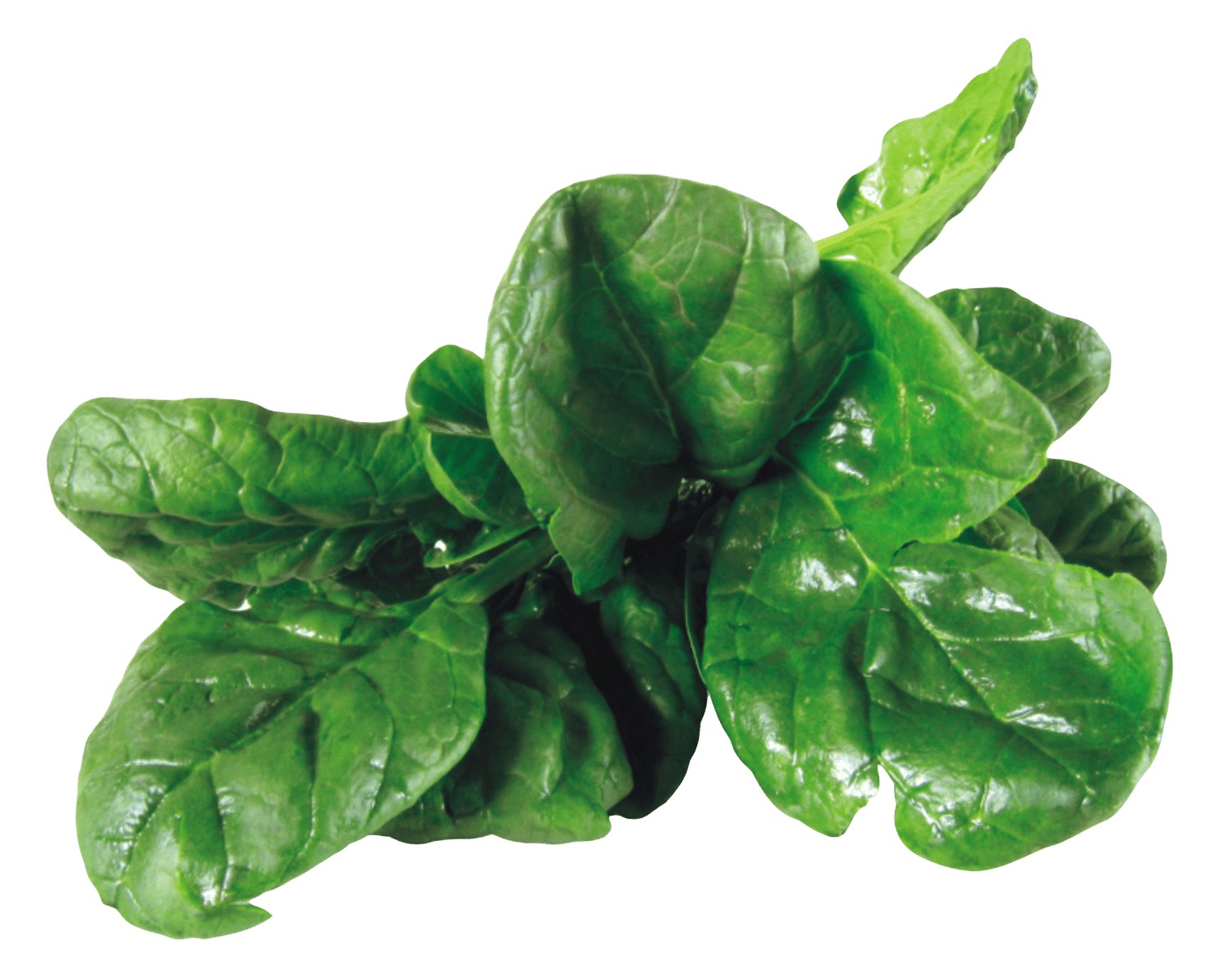 Spinach-PNG-Image1.png