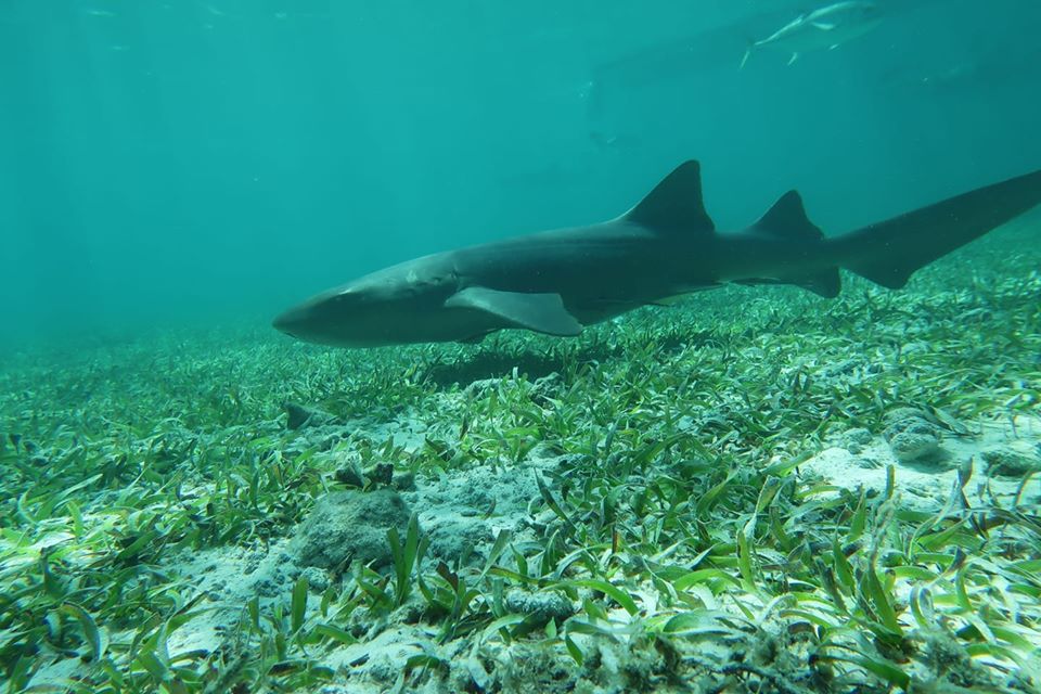Nurf Shark