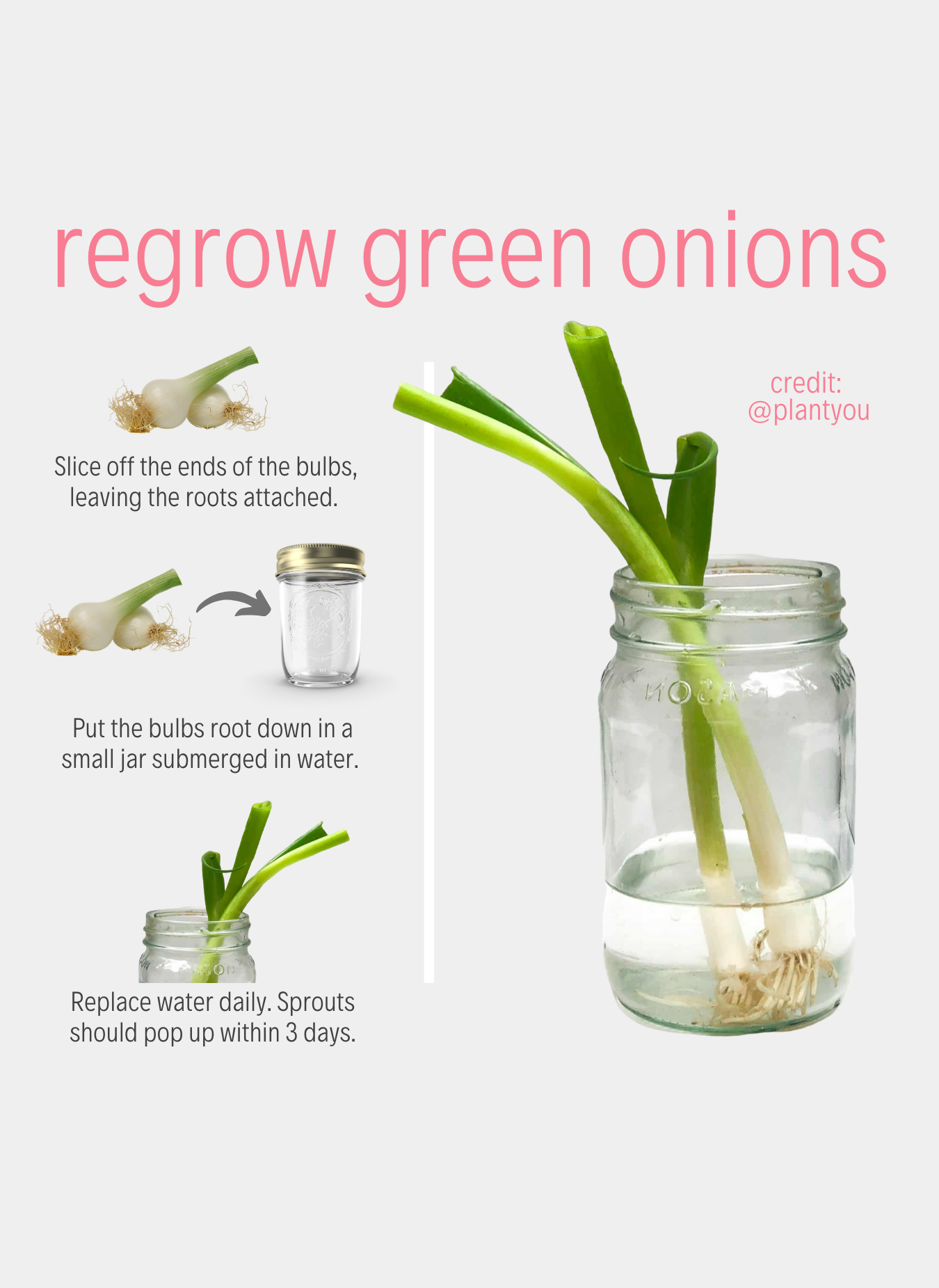 How to Regrow Vegetables from Scraps   PlantYou