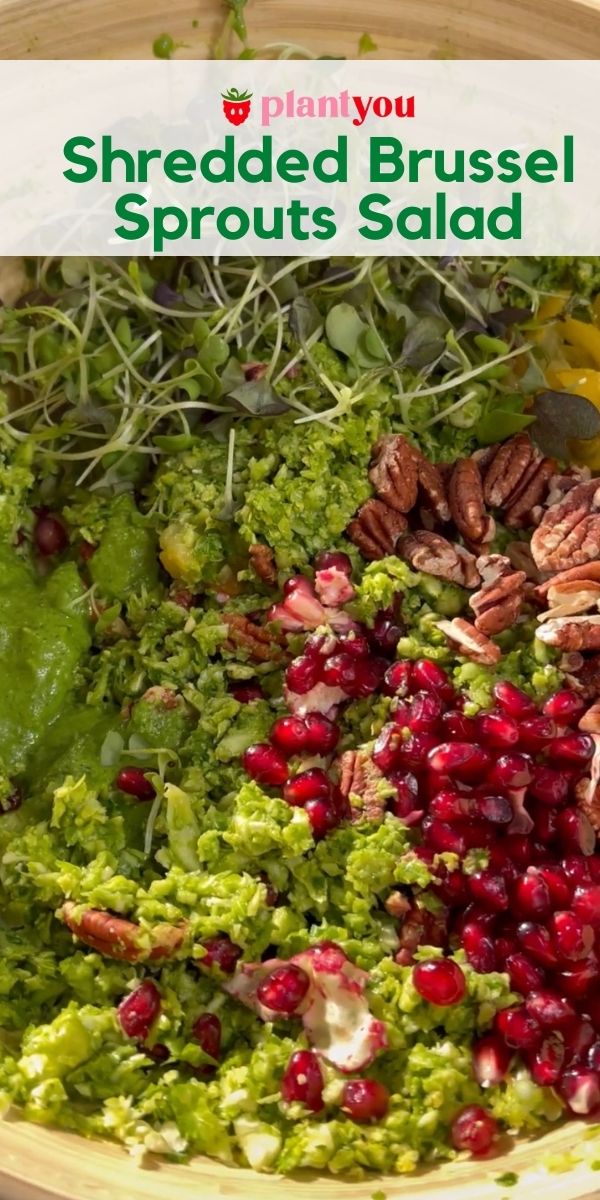 Shredded Brussel Sprouts Salad