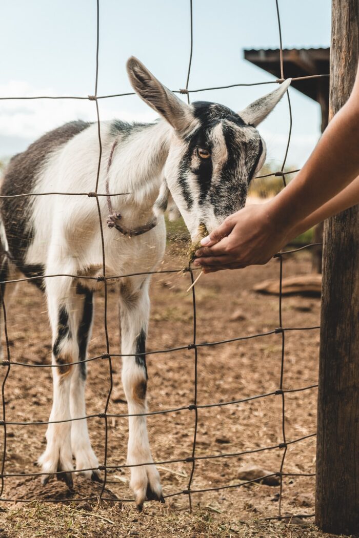 Small goat being handed through a fence